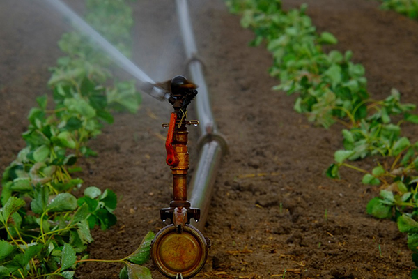 敦煌高效全自动节水灌溉工程